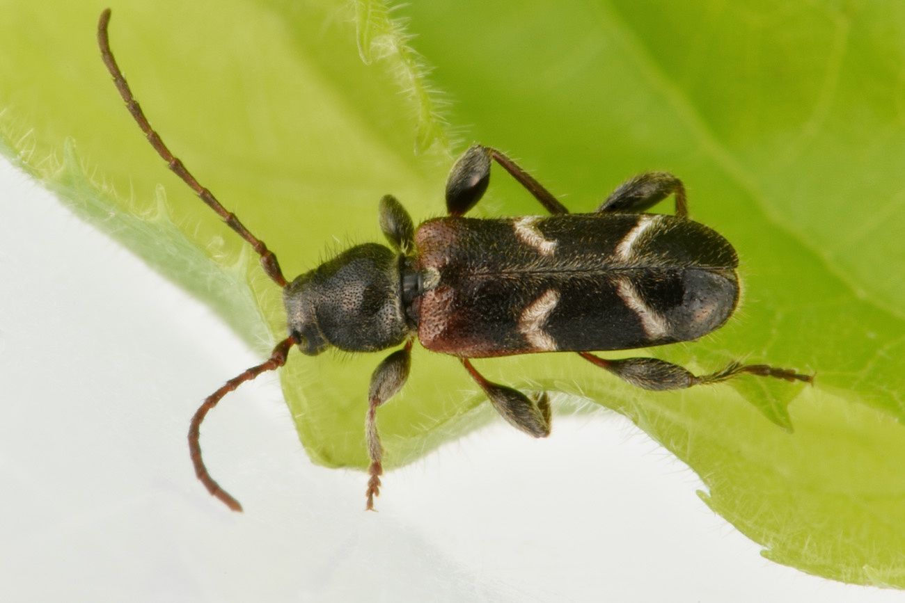 Cerambycidae: Poecilium alni? S, maschio.